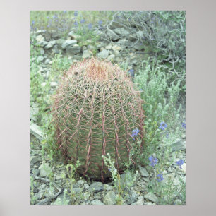 Poster Pétales roses Pricky Cactus Desert Art Imprimer Po