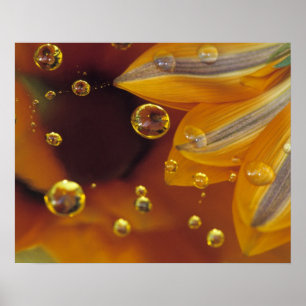 Poster Pétales sur une surface réfléchissante Mylar avec