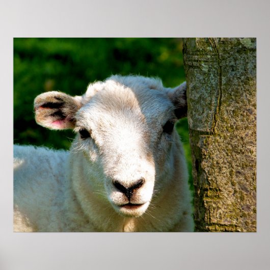 POSTER PETIT AGNEAU MIGNON (Devant)