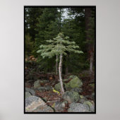 Poster Petit arbre (Devant)