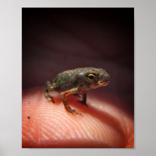 Poster Petit Bébé mou crapaud / Tadpole