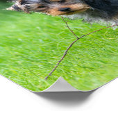 Poster Petit bébé yorkie chiot avec des yeux tristes expr (Coin)