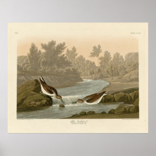 Poster Petit bécasseau des oiseaux d'Amérique d'Audubon