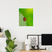 Poster Petit Bug Lady (Bureau à domicile)