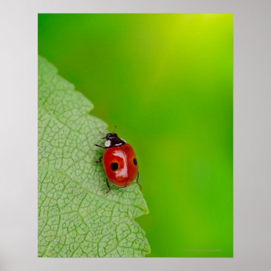 Poster Petit Bug Lady (Devant)