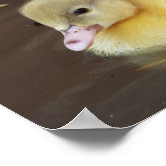 Poster Petit canard (Coin)