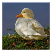 Poster Petit canard blanc (Devant)