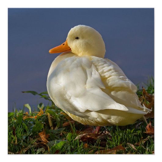 Poster Petit canard blanc (Devant)