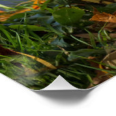 Poster Petit canard blanc (Coin)