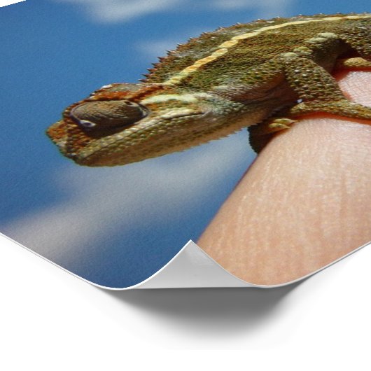 Poster Petit Chameleon (Coin)