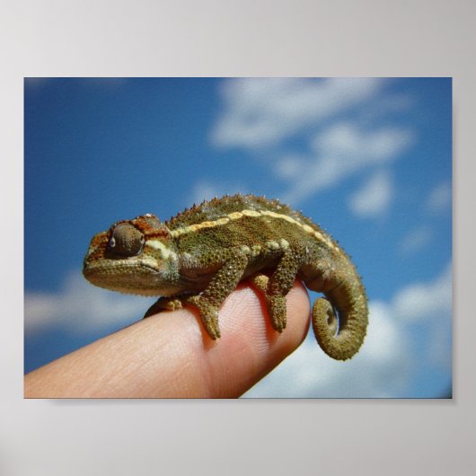 Poster Petit Chameleon (Devant)