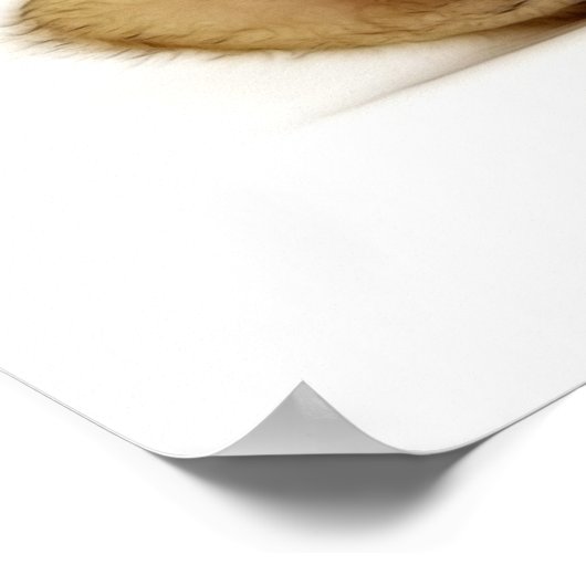 POSTER PETIT CHAT (Coin)