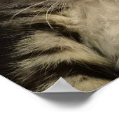 Poster Petit chaton (Coin)
