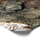 Poster Petit chaton dans un arbre (Coin)