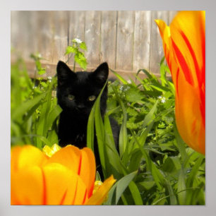 Poster Petit chaton noir dans le jardin de la Tulipe