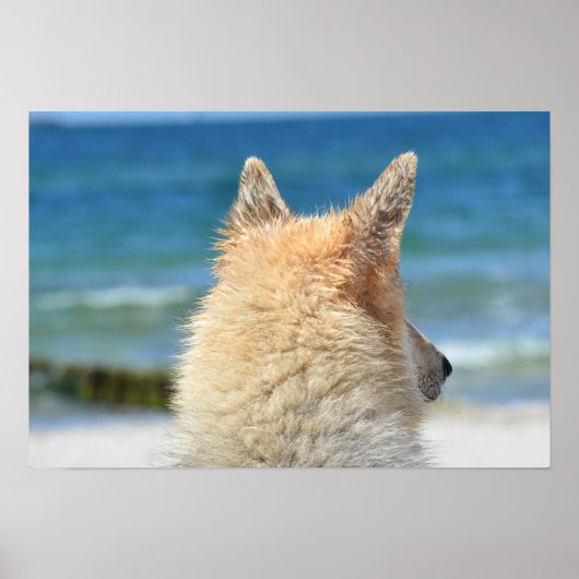 Poster Petit Chien Avec Fourrure Salée Vue Sur La Plage (Devant)