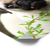 Poster Petit chiot au carlin pâle mignon (Coin)