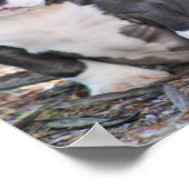 Poster Petit chiot de race mûre (Coin)