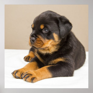 Poster Petit chiot de Rottweiler