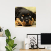 Poster Petit chiot rottweiler mignon (Bureau à domicile)