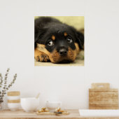 Poster Petit chiot rottweiler mignon (Cuisine)
