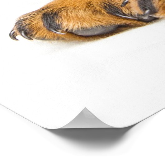 Poster Petit chiot rottweiler mignon (Coin)