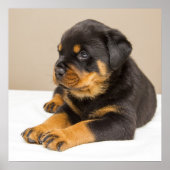 Poster Petit chiot rottweiler mignon (Devant)