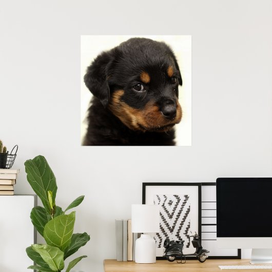 Poster Petit chiot rottweiler mignon (Bureau à domicile)