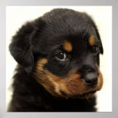 Poster Petit chiot rottweiler mignon (Devant)