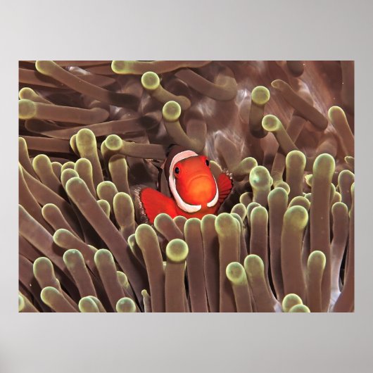 Poster Petit Clown (Devant)