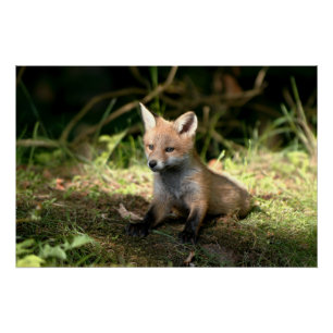 Poster Petit Cub