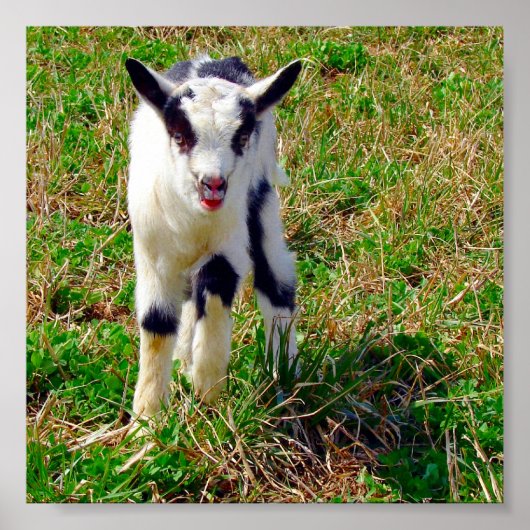 Poster Petit endroit (Devant)