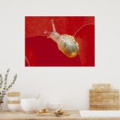 Poster Petit escargot (Cuisine)