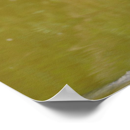 Poster Petit feu perché sur la branche (Coin)