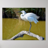 Poster Petit feu perché sur la branche (Devant)