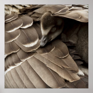 Poster Petit Gosling sous l'aile de la maman