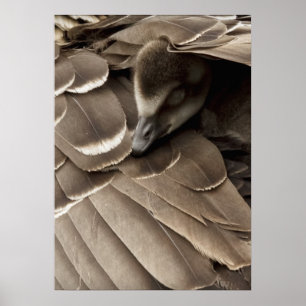 Poster Petit Gosling sous l'aile de la maman