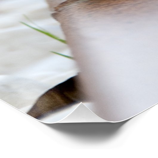 Poster Petit hérisson (Coin)