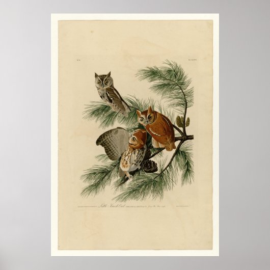 Poster Petit hibou à crâne (Devant)