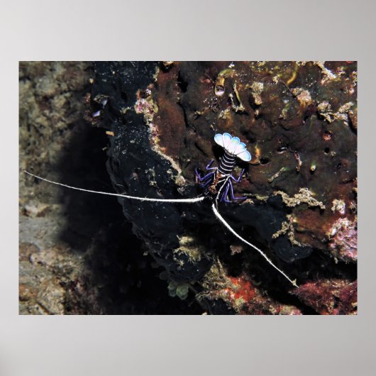 Poster Petit homard (Devant)