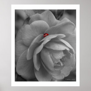 Poster Petit insecte sur une fleur