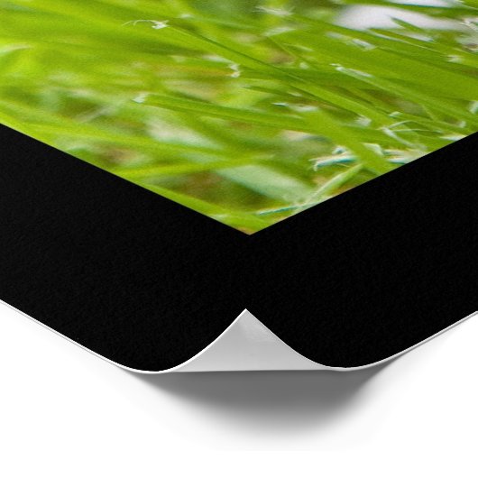 Poster Petit Jack (Coin)