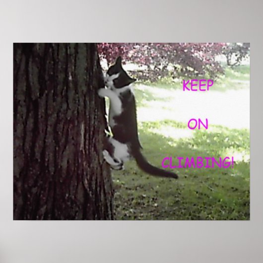 Poster Petit Kitten Big Tree (Devant)
