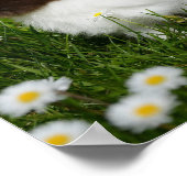 Poster Petit lapin Brown et blanc en fleurs (Coin)