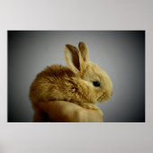 Poster Petit lapin mignon à la main (Devant)