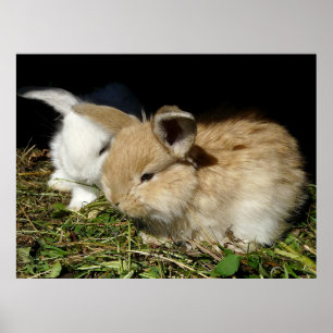 Poster Petit lapin moelleux