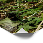 Poster Petit lapin moelleux (Coin)