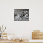 Poster Petit léopard des neiges de 4 mois drapé sur un ro (Cuisine)