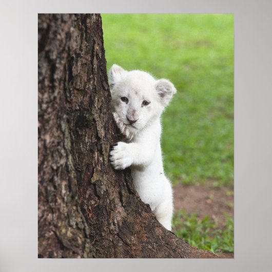 Poster Petit lion blanc caché derrière un arbre. (Devant)