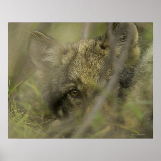Poster Petit loup gris (Canis lupus) seul, caché dans (Devant)